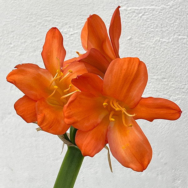 クンシラン:波葉クンシラン5号鉢植え