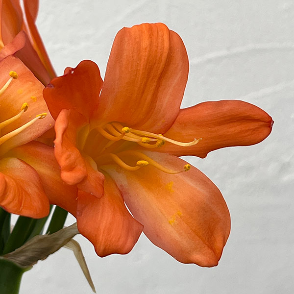 クンシラン:波葉クンシラン5号鉢植え