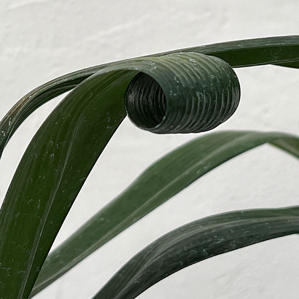 クンシラン:波葉クンシラン5号鉢植え