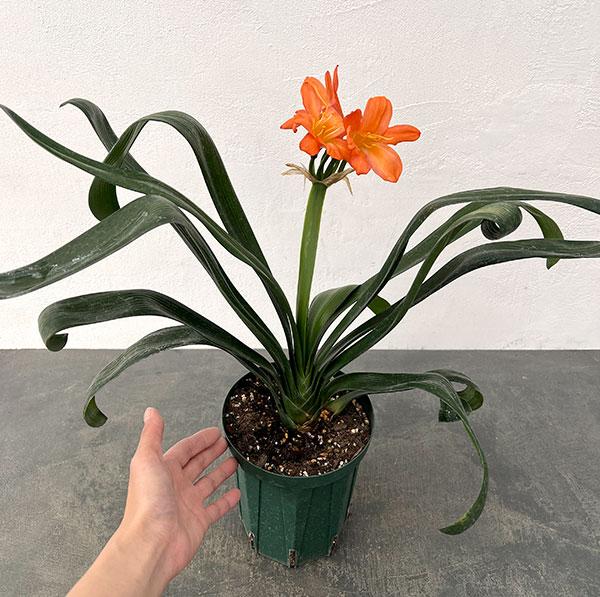 クンシラン:波葉クンシラン5号鉢植え