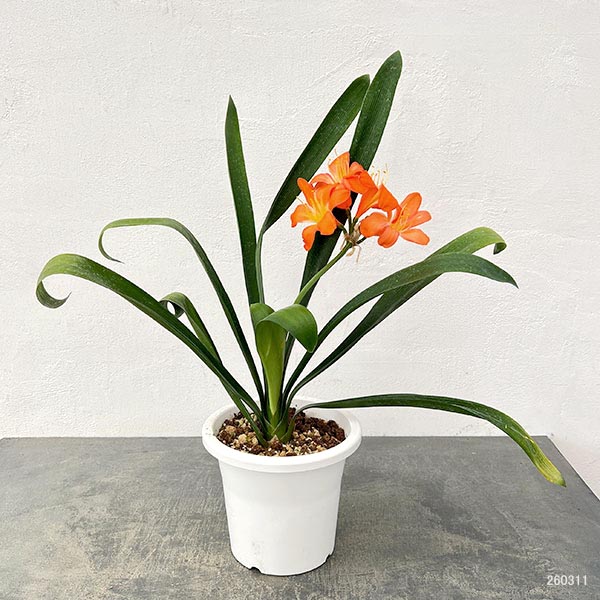 クンシラン:波葉クンシラン6号ポット