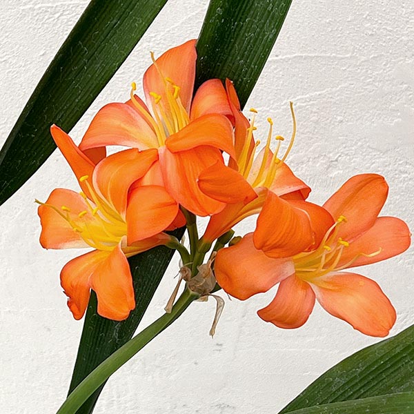 クンシラン:波葉クンシラン6号ポット