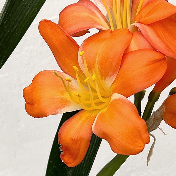 クンシラン:波葉クンシラン6号ポット