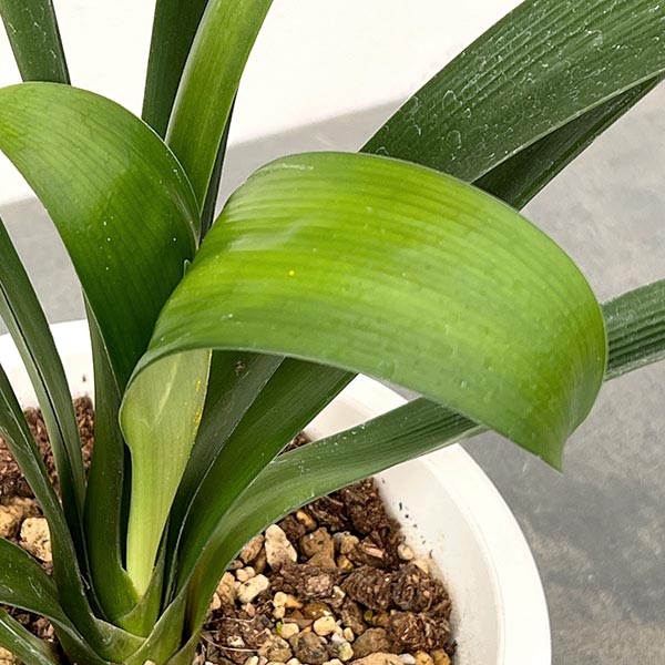 クンシラン:波葉クンシラン6号ポット