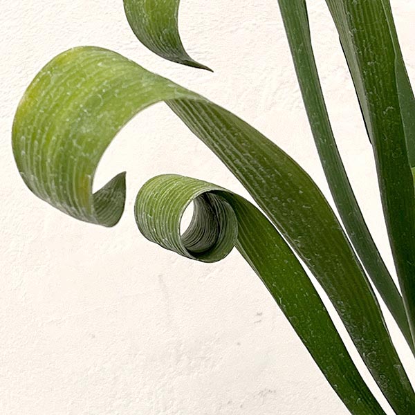 クンシラン:波葉クンシラン6号ポット