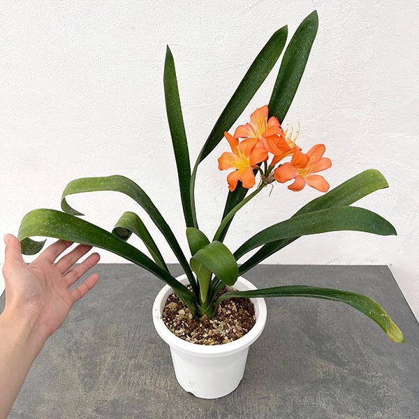 クンシラン:波葉クンシラン6号ポット