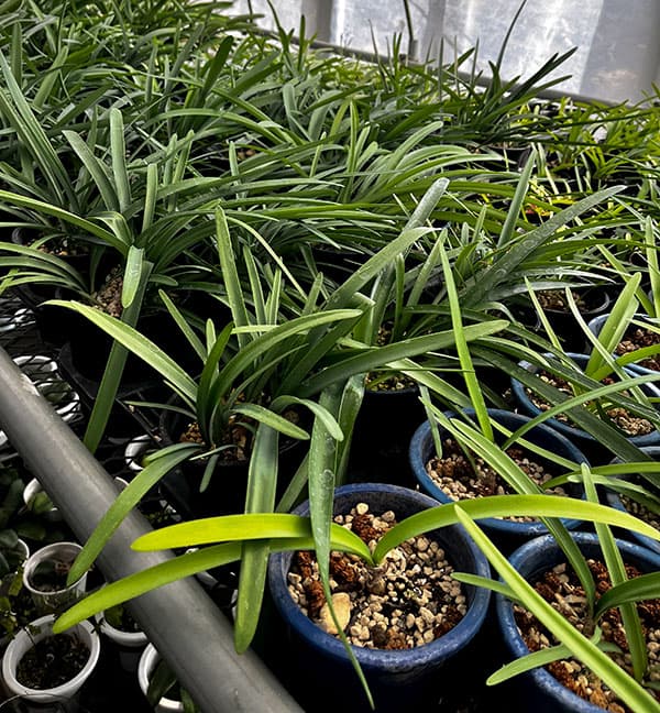 ネリネ：万寿姫（まんじゅひめ）4号ポット