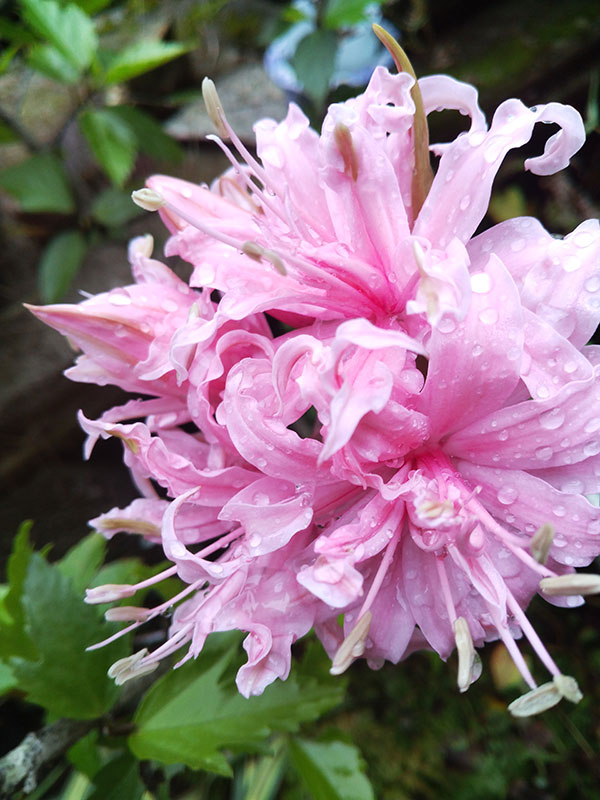 ネリネ：万寿姫（まんじゅひめ）4号ポット