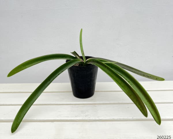 ネリネ：万寿姫（まんじゅひめ）4号ポット