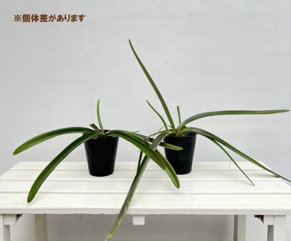 ネリネ：万寿姫（まんじゅひめ）4号ポット