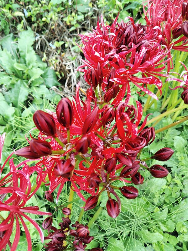 ヒガンバナ(彼岸花・リコリス):八重咲き3.5号ポット