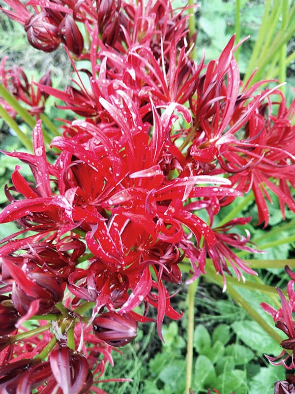 ヒガンバナ(彼岸花・リコリス):八重咲き3.5号ポット