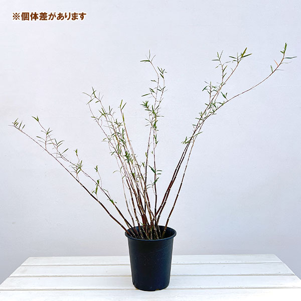 セッコク（石斛）：竹葉セッコク5号鉢植え