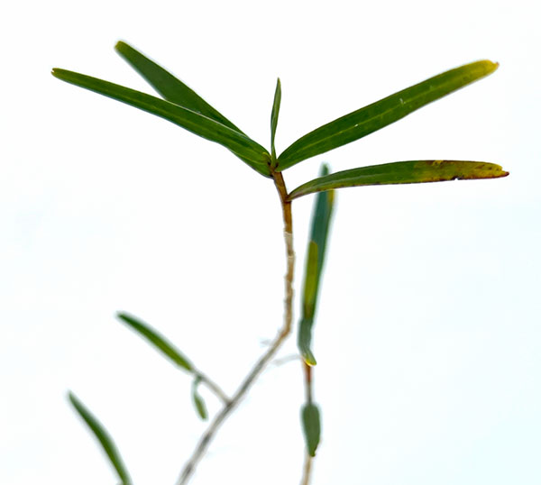 セッコク（石斛）：竹葉セッコク5号鉢植え