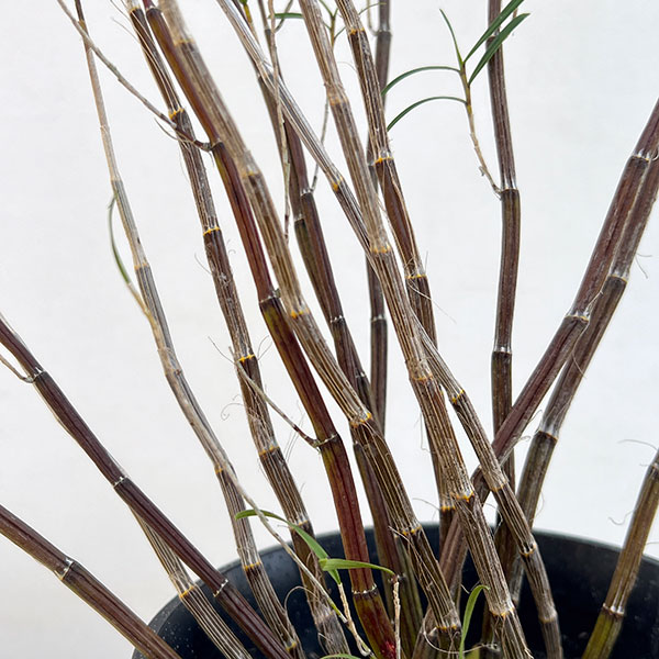 セッコク（石斛）：竹葉セッコク5号鉢植え