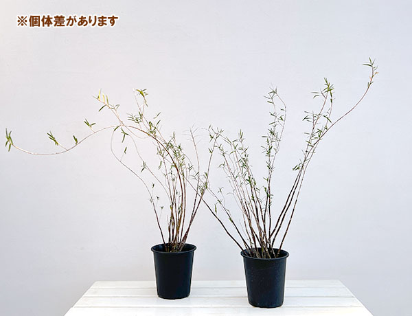 セッコク（石斛）：竹葉セッコク5号鉢植え