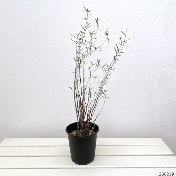 セッコク（石斛）：竹葉セッコク5号鉢植え