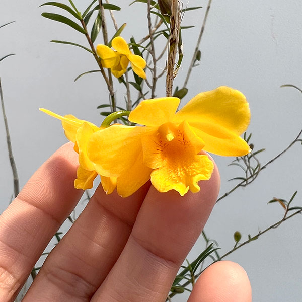園芸ネット本店｜セッコク（石斛）：竹葉セッコク5号鉢植え の通販【公式】