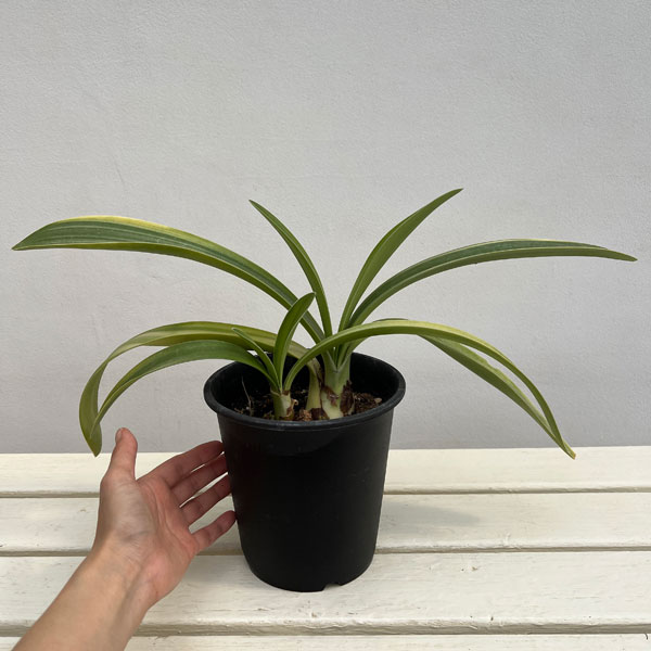 ハエマンサス：プベッセンス　斑入り　5号ポット