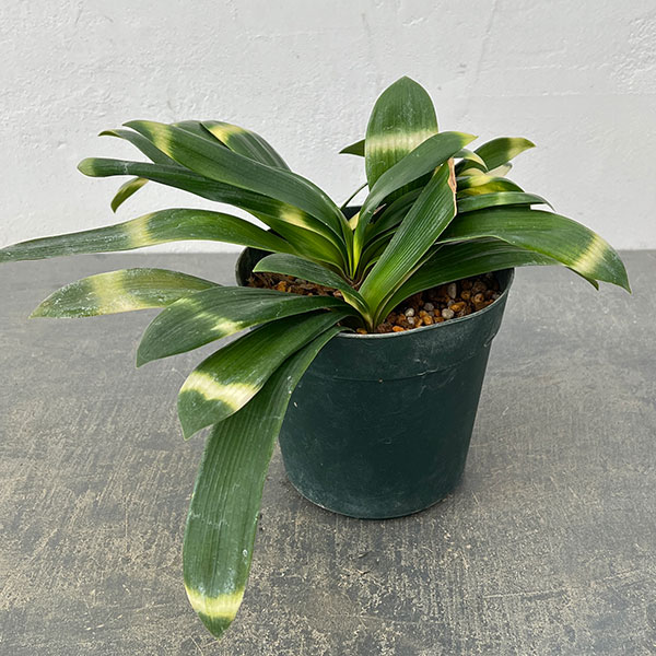 クンシラン:雀蘭＆#10005;曙　交配種　5号鉢植え