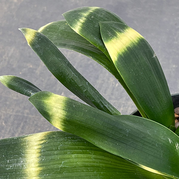 クンシラン:雀蘭＆#10005;曙　交配種　5号鉢植え