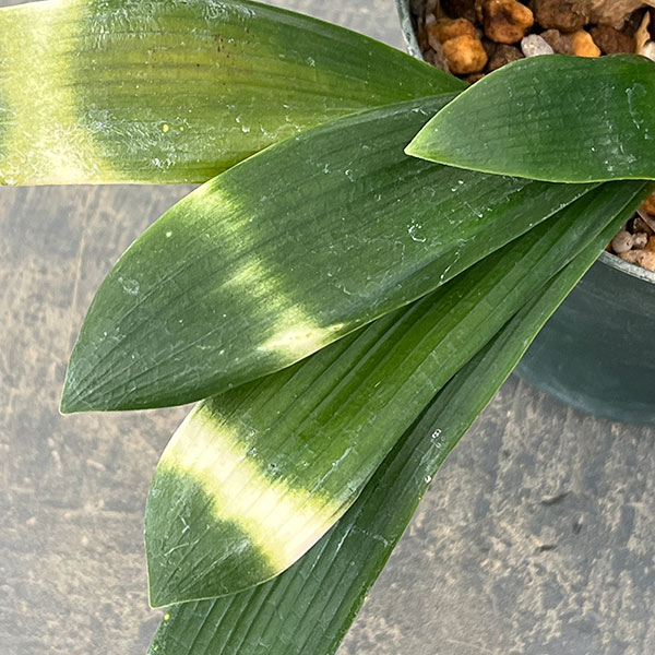 クンシラン:雀蘭＆#10005;曙　交配種　5号鉢植え