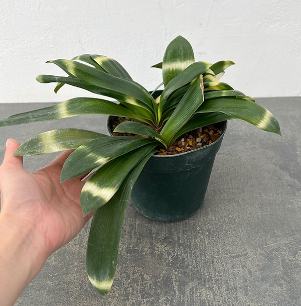 クンシラン:雀蘭＆#10005;曙　交配種　5号鉢植え