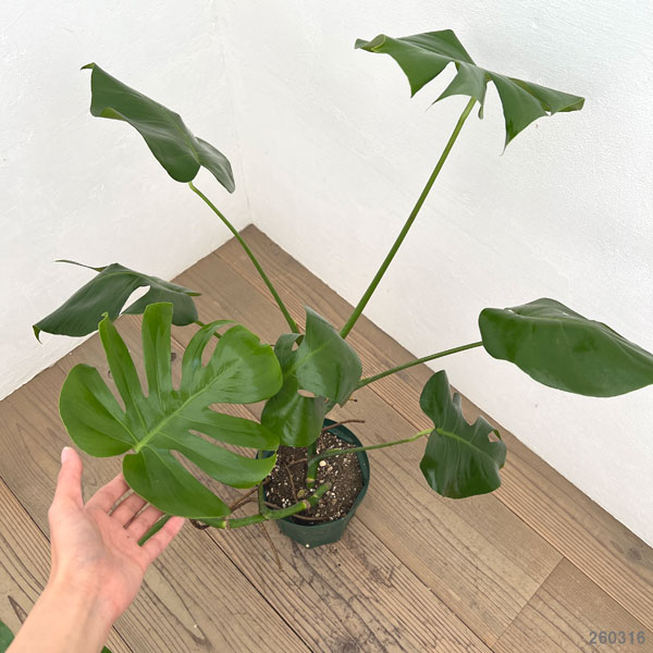 モンステラ：根（茎）上がり　5号ポット