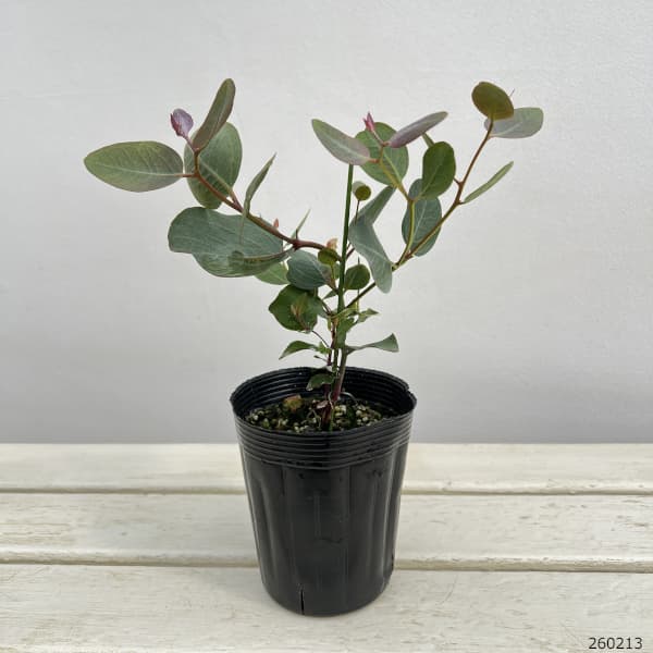 ユーカリ：アクセデンス3.5号ポット