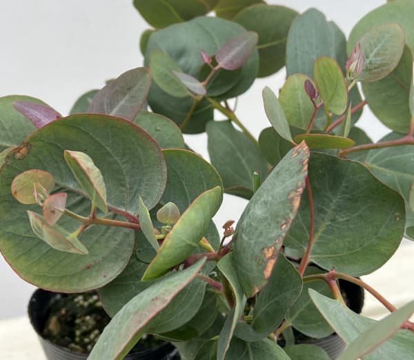 ユーカリ：アクセデンス3.5号ポット