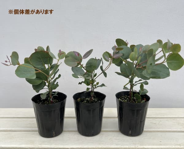 ユーカリ：アクセデンス3.5号ポット