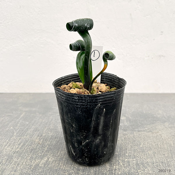 クンシラン:クリビア・カール3号ポット26-01