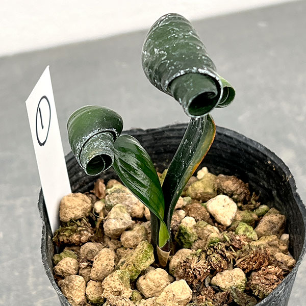 クンシラン:クリビア・カール3号ポット26-01