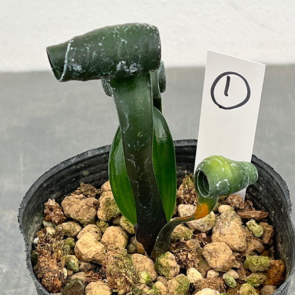 クンシラン:クリビア・カール3号ポット26-01