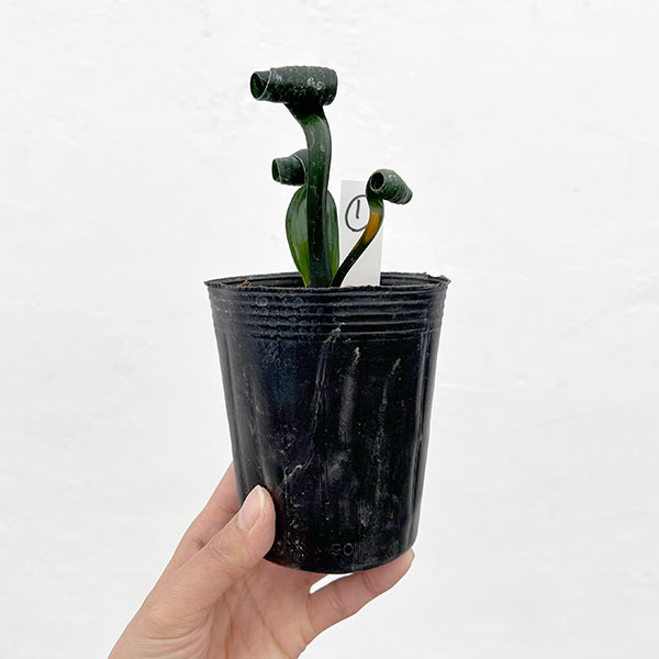 クンシラン:クリビア・カール3号ポット26-01