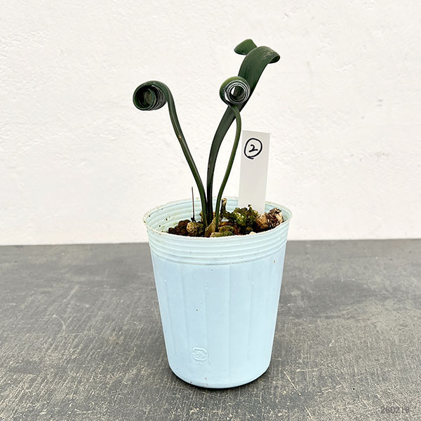 クンシラン:クリビア・カール3号ポット26-02