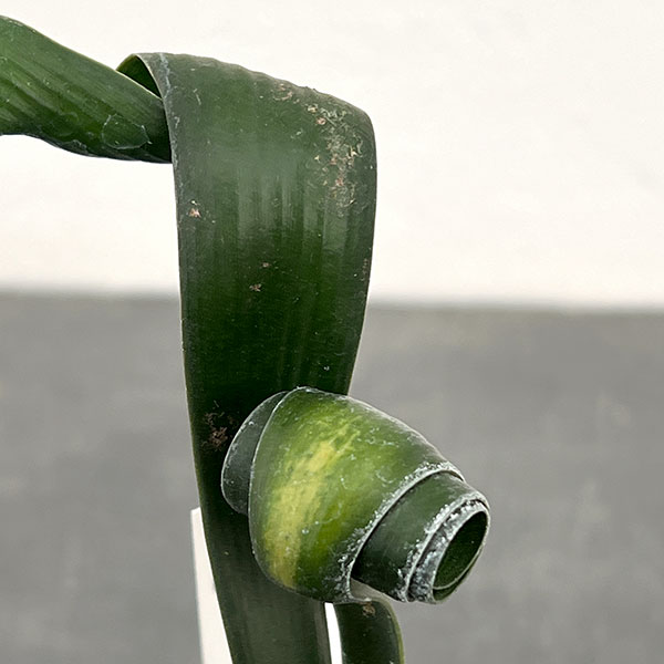 クンシラン:クリビア・カール3号ポット26-02