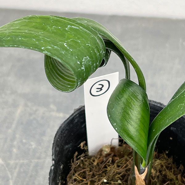 クンシラン：クリビア・カール3号ポット26-03