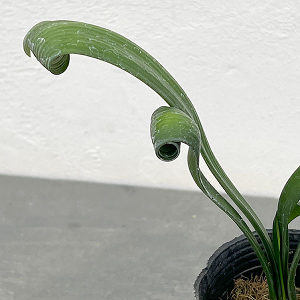 クンシラン：クリビア・カール3号ポット26-03