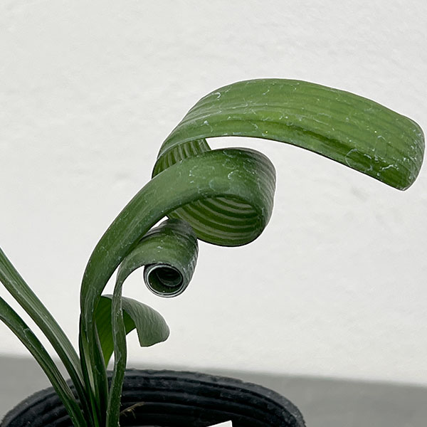 クンシラン：クリビア・カール3号ポット26-03