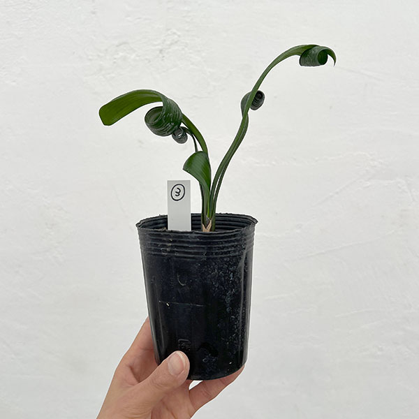 クンシラン：クリビア・カール3号ポット26-03