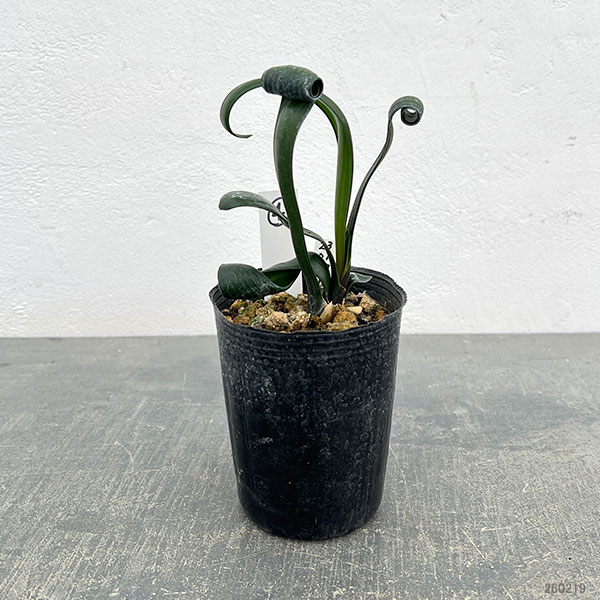 クンシラン：クリビア・カール3号ポット26-04