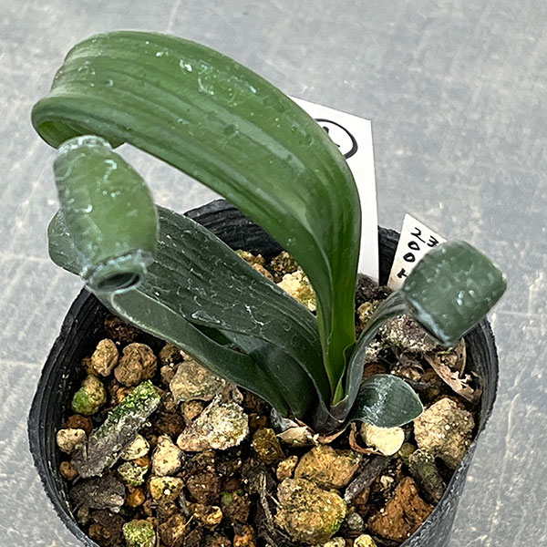 クンシラン：クリビア・カール3号ポット26-04