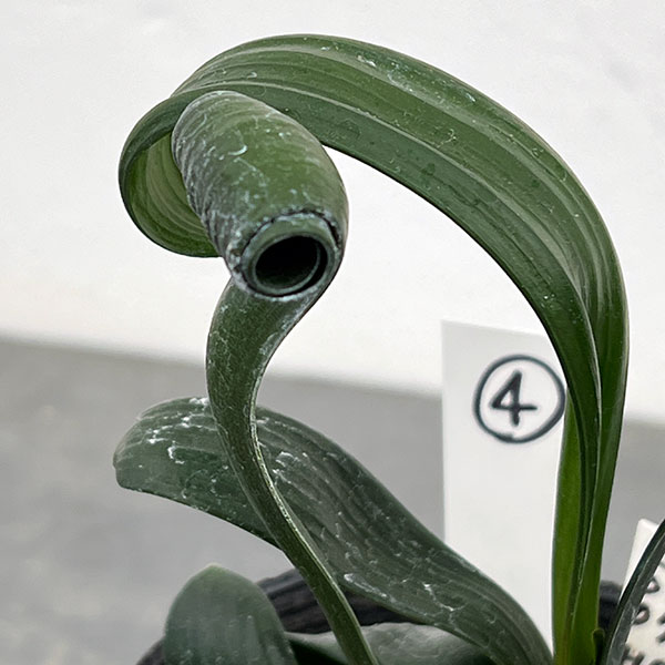 クンシラン：クリビア・カール3号ポット26-04