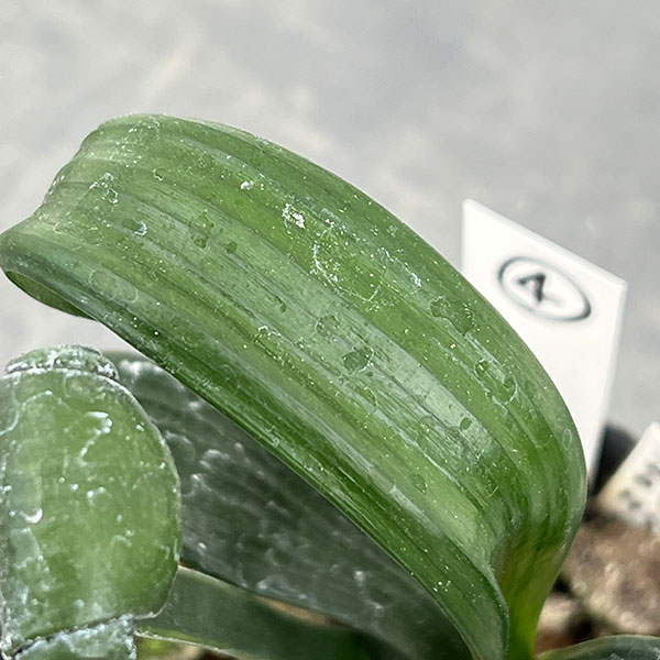 クンシラン：クリビア・カール3号ポット26-04