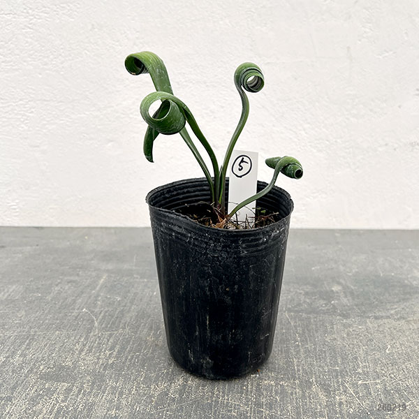 クンシラン：クリビア・カール3号ポット26-05