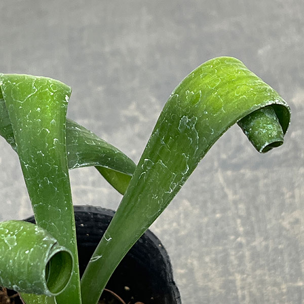 クンシラン：クリビア・カール3号ポット26-05