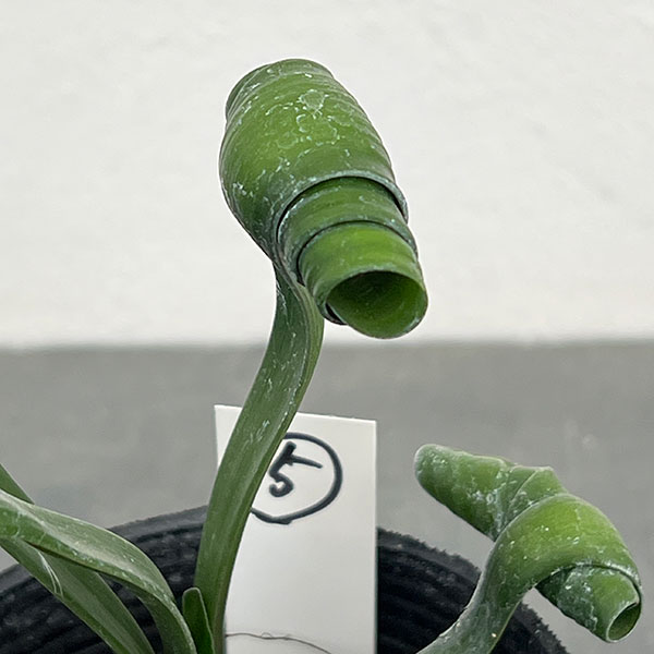 クンシラン：クリビア・カール3号ポット26-05