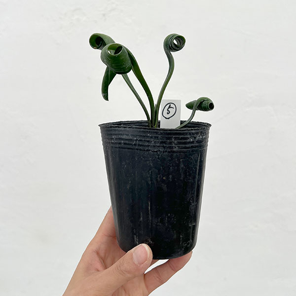 クンシラン：クリビア・カール3号ポット26-05