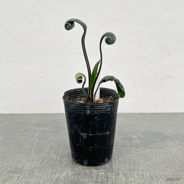 クンシラン:クリビア・カール3号ポット26-06